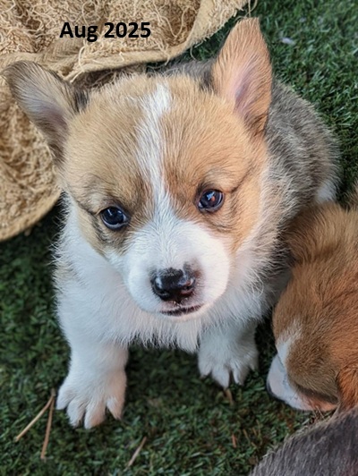 puppies